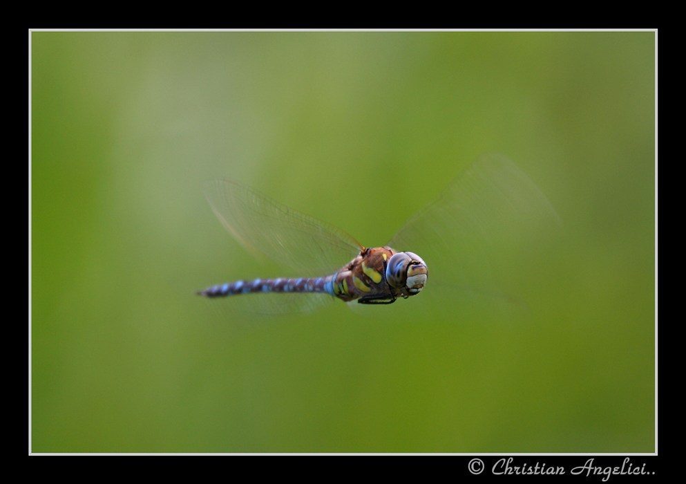 Aeshna mixta